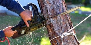 Best Tree Removal Services  in Murray, UT